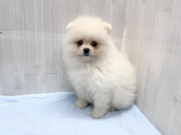 徳島県のポメラニアン (アミーゴ北島店/2026年4月5日生まれ/女の子/ホワイト)の子犬の3枚目の画像