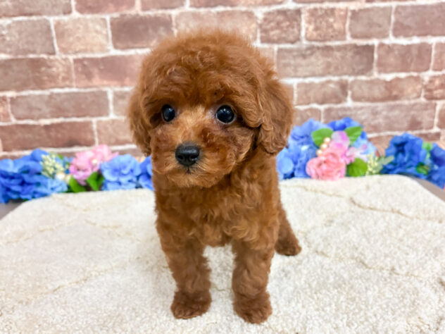 広島県のトイプードル(トイ) (アミーゴ西条店/2026年4月21日生まれ/女の子/レッドフォーン)の子犬