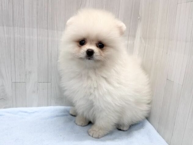 徳島県のポメラニアン (アミーゴ北島店/2026年4月5日生まれ/女の子/ホワイト)の子犬の1枚目の画像