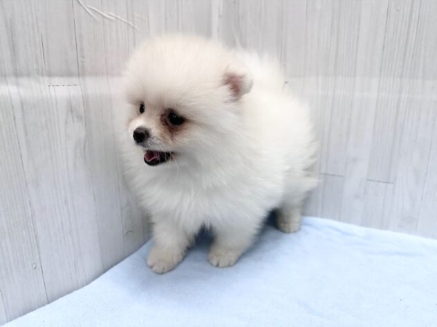 徳島県のポメラニアン (アミーゴ北島店/2026年4月5日生まれ/女の子/ホワイト)の子犬の2枚目の画像