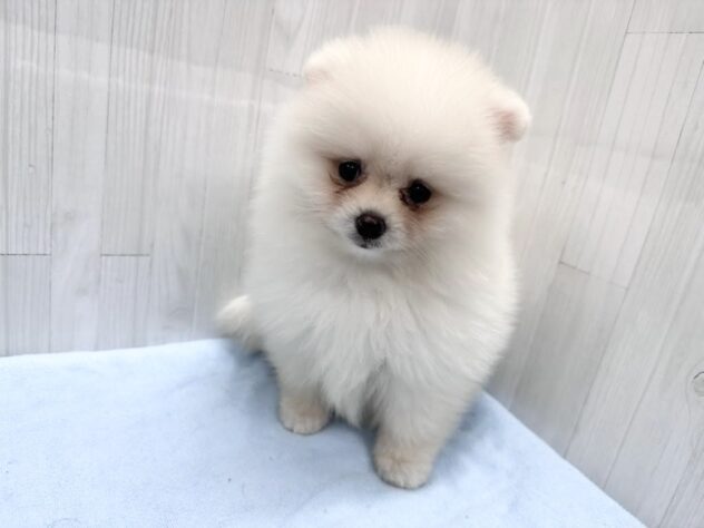 徳島県のポメラニアン (アミーゴ北島店/2026年4月5日生まれ/女の子/ホワイト)の子犬の4枚目の画像