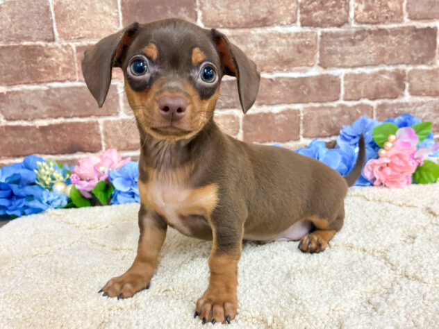 広島県のハーフ犬・ミックス犬 (アミーゴ西条店/2026年4月21日生まれ/男の子/チョコレートタン)の子犬の2枚目の画像