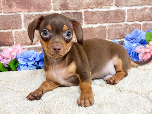 広島県のハーフ犬・ミックス犬 (アミーゴ西条店/2026年4月21日生まれ/男の子/チョコレートタン)の子犬の1枚目の画像