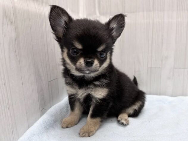 徳島県のチワワ(ロング) (アミーゴ北島店/2026年4月13日生まれ/男の子/ブラックタン)の子犬の2枚目の画像