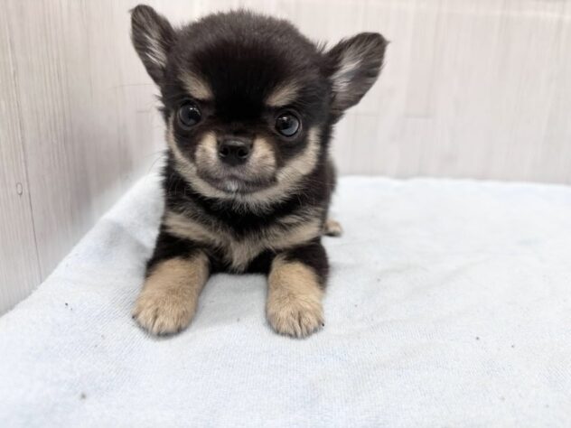 徳島県のチワワ(ロング) (アミーゴ北島店/2026年4月13日生まれ/男の子/ブラックタン)の子犬の3枚目の画像