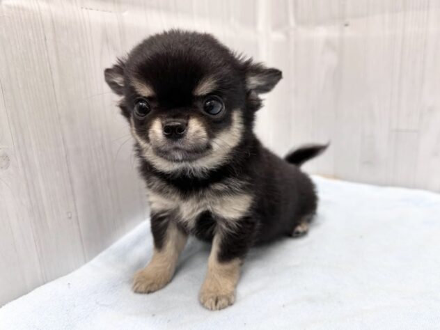 徳島県のチワワ(ロング) (アミーゴ北島店/2026年4月13日生まれ/男の子/ブラックタン)の子犬の4枚目の画像