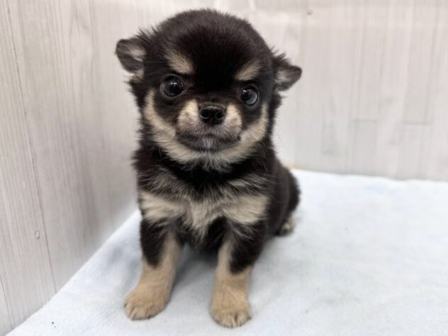 徳島県のチワワ(ロング) (アミーゴ北島店/2026年4月13日生まれ/男の子/ブラックタン)の子犬の1枚目の画像
