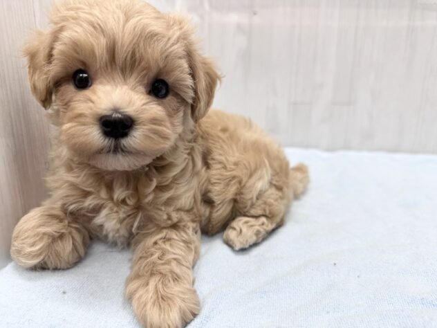 徳島県のハーフ犬・ミックス犬 (アミーゴ北島店/2026年4月14日生まれ/女の子/アプリコット)の子犬の1枚目の画像