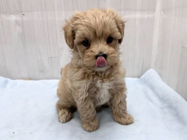 徳島県のハーフ犬・ミックス犬 (アミーゴ北島店/2026年4月14日生まれ/女の子/アプリコット)の子犬の4枚目の画像