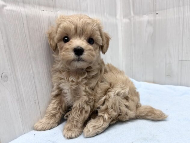 徳島県のハーフ犬・ミックス犬 (アミーゴ北島店/2026年4月14日生まれ/女の子/アプリコット)の子犬の3枚目の画像