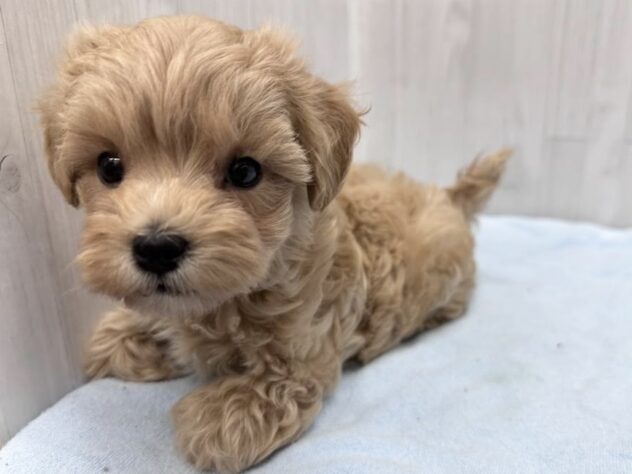 徳島県のハーフ犬・ミックス犬 (アミーゴ北島店/2026年4月14日生まれ/女の子/アプリコット)の子犬の2枚目の画像