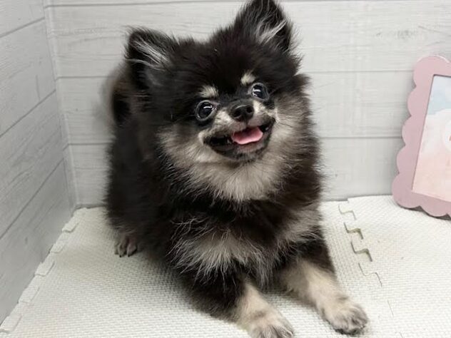 徳島県のハーフ犬・ミックス犬 (アミーゴ徳島店/2026年3月31日生まれ/男の子/ブラックタン)の子犬の2枚目の画像