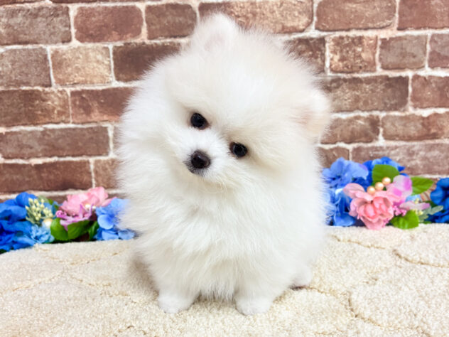 広島県のポメラニアン (アミーゴ西条店/2026年4月14日生まれ/女の子/クリームホワイト)の子犬