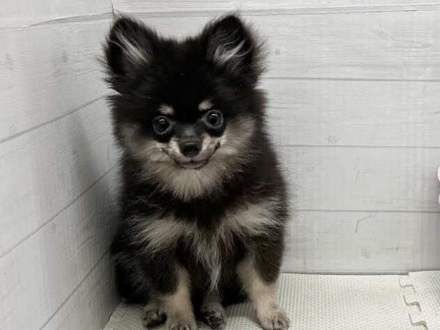 徳島県のハーフ犬・ミックス犬 (アミーゴ徳島店/2026年3月31日生まれ/男の子/ブラックタン)の子犬の1枚目の画像