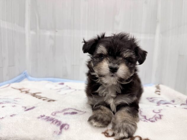 徳島県のハーフ犬・ミックス犬 (アミーゴ北島店/2026年4月18日生まれ/女の子/ブラックタン)の子犬