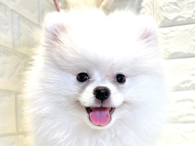 香川県のポメラニアン (ワンキャラット アミーゴ丸亀店/2026年3月5日生まれ/男の子/クリーム)の子犬の1枚目の画像