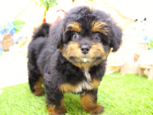 兵庫県のハーフ犬・ミックス犬 (ペット・プラザ アミーゴ三田店/2026年3月21日生まれ/男の子/ブラックタン)の子犬の4枚目の画像