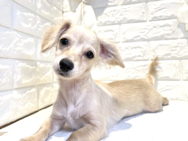 香川県のハーフ犬・ミックス犬 (ワンキャラット アミーゴ丸亀店/2026年1月21日生まれ/男の子/クリーム)の子犬の1枚目の画像