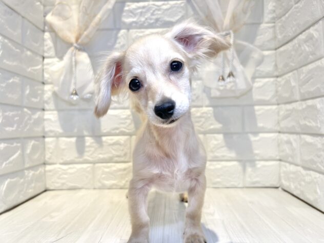 香川県のハーフ犬・ミックス犬 (ワンキャラット アミーゴ丸亀店/2026年1月21日生まれ/男の子/クリーム)の子犬の2枚目の画像