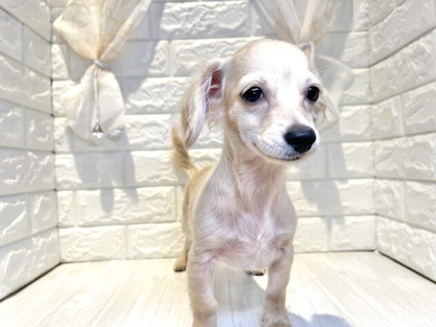 香川県のハーフ犬・ミックス犬 (ワンキャラット アミーゴ丸亀店/2026年1月21日生まれ/男の子/クリーム)の子犬の3枚目の画像