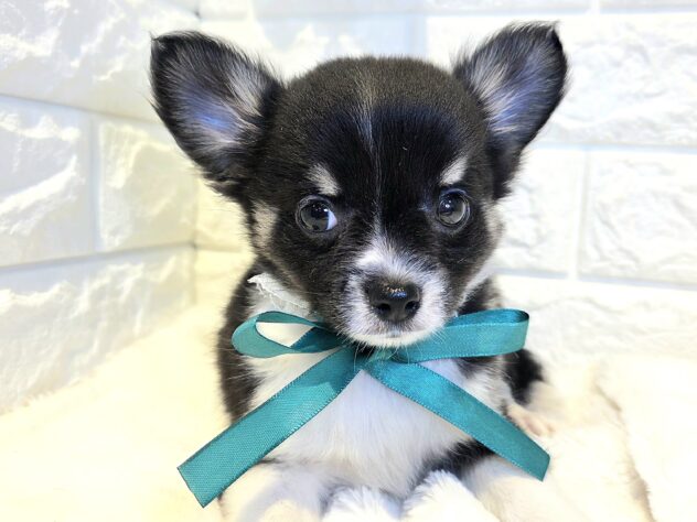 2026年4月8日生まれのハーフ犬・ミックス犬