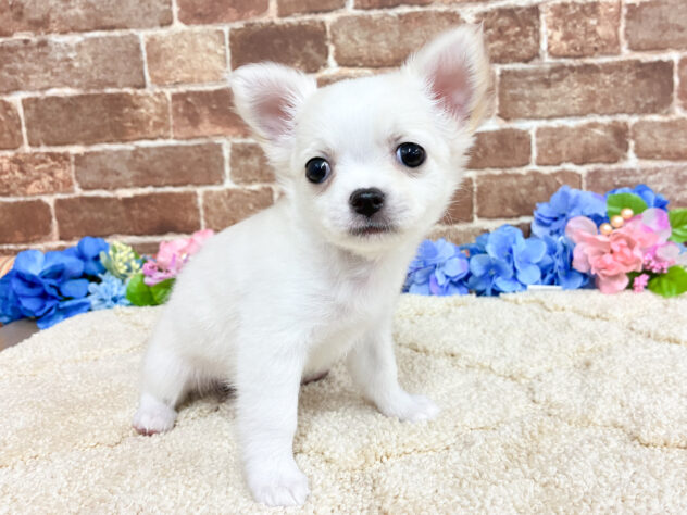 広島県のチワワ(ロング) (アミーゴ西条店/2026年4月20日生まれ/女の子/クリーム)の子犬