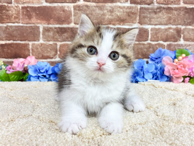 広島県のマンチカン (アミーゴ西条店/2026年4月21日生まれ/男の子/ブラウンタビーホワイト)の子猫