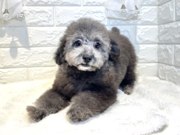 香川県のトイプードル(トイ) (ワンキャラット アミーゴ丸亀店/2026年2月23日生まれ/男の子/グレー)の子犬の3枚目の画像