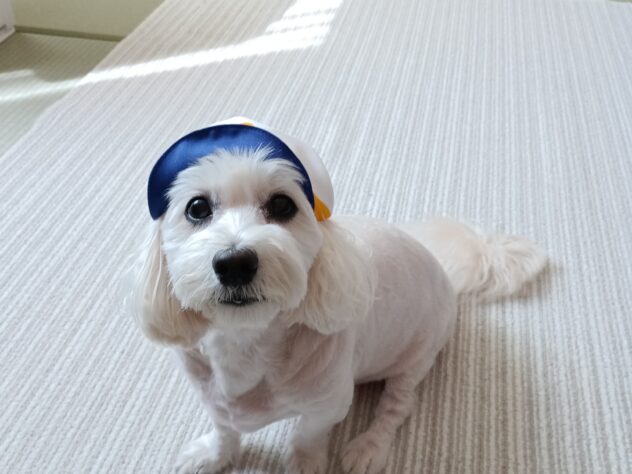モカ