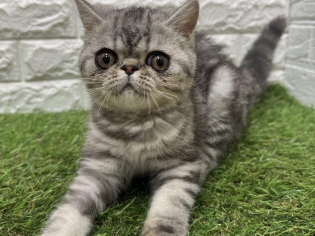 新潟県のエキゾチック (アミーゴ新潟小新店/2026年3月9日生まれ/男の子/シルバータビー)の子猫の3枚目の画像