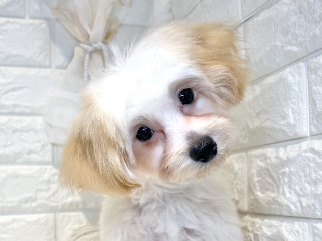 香川県のハーフ犬・ミックス犬 (ワンキャラット アミーゴ丸亀店/2026年1月20日生まれ/女の子/アプリコット)の子犬の1枚目の画像