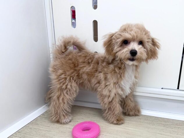 徳島県のハーフ犬・ミックス犬 (アミーゴ北島店/2026年4月1日生まれ/男の子/アプリコット)の子犬の2枚目の画像
