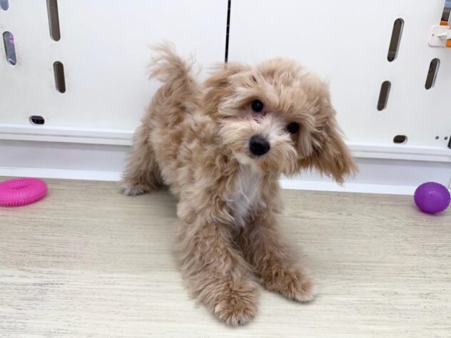 徳島県のハーフ犬・ミックス犬 (アミーゴ北島店/2026年4月1日生まれ/男の子/アプリコット)の子犬の1枚目の画像