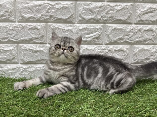 新潟県のエキゾチック (アミーゴ新潟小新店/2026年3月9日生まれ/男の子/シルバータビー)の子猫の2枚目の画像
