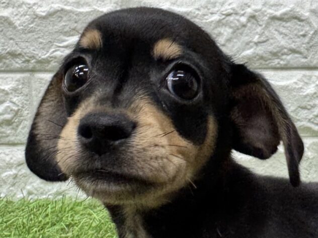 新潟県のハーフ犬・ミックス犬 (アミーゴ新潟小新店/2026年4月13日生まれ/男の子/ブラックイエロー)の子犬の1枚目の画像