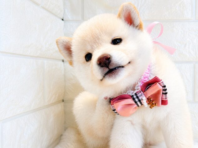 香川県の柴犬(標準サイズ) (ワンキャラット アミーゴ丸亀店/2026年4月21日生まれ/女の子/白)の子犬