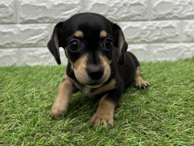 新潟県のハーフ犬・ミックス犬 (アミーゴ新潟小新店/2026年4月13日生まれ/男の子/ブラックイエロー)の子犬の4枚目の画像