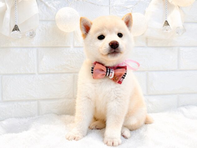 香川県の柴犬(標準サイズ) (ワンキャラット アミーゴ丸亀店/2026年4月21日生まれ/女の子/白)の子犬の3枚目の画像