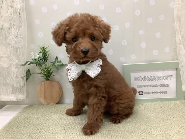 愛媛県のトイプードル(トイ) (アミーゴ松山久米店/2026年3月31日生まれ/男の子/レッドフォーン)の子犬の1枚目の画像