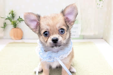 愛媛県のチワワ(ロング) (アミーゴ松山久米店/2026年4月13日生まれ/女の子/レッド)の子犬の3枚目の画像
