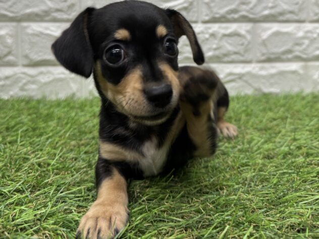 新潟県のハーフ犬・ミックス犬 (アミーゴ新潟小新店/2026年4月13日生まれ/男の子/ブラックイエロー)の子犬の2枚目の画像
