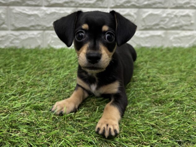 新潟県のハーフ犬・ミックス犬 (アミーゴ新潟小新店/2026年4月13日生まれ/男の子/ブラックイエロー)の子犬の3枚目の画像