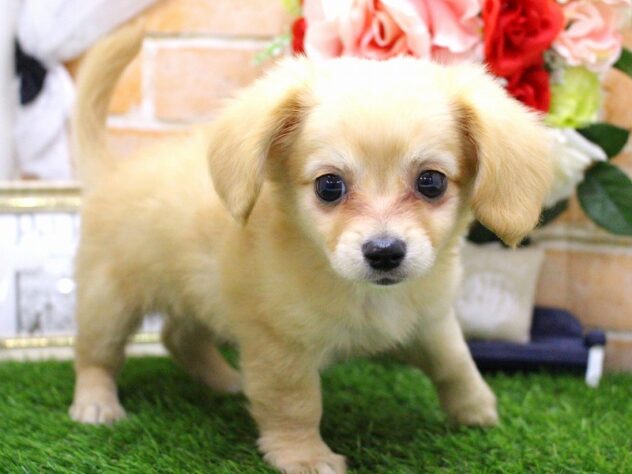 兵庫県のハーフ犬・ミックス犬 (ペット・プラザ アミーゴ三田店/2026年4月23日生まれ/女の子/イエロー)の子犬の2枚目の画像