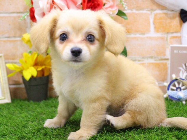 兵庫県のハーフ犬・ミックス犬 (ペット・プラザ アミーゴ三田店/2026年4月23日生まれ/女の子/イエロー)の子犬の3枚目の画像