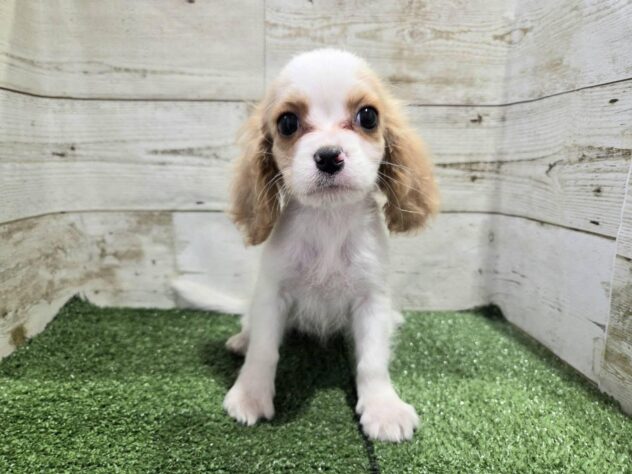 徳島県のハーフ犬・ミックス犬 (アミーゴ徳島沖浜店/2026年3月18日生まれ/女の子/ブレンハイム)の子犬の1枚目の画像