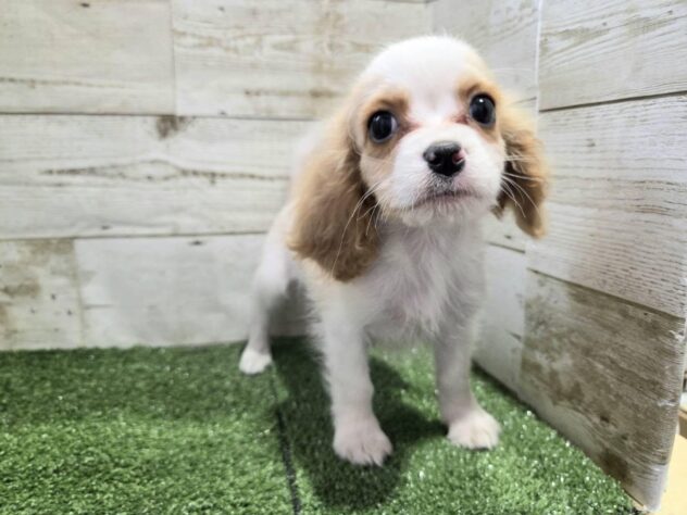 徳島県のハーフ犬・ミックス犬 (アミーゴ徳島沖浜店/2026年3月18日生まれ/女の子/ブレンハイム)の子犬の2枚目の画像