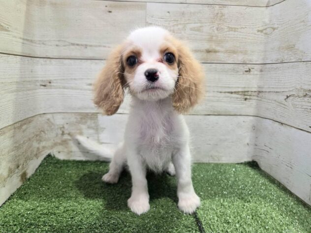 徳島県のハーフ犬・ミックス犬 (アミーゴ徳島沖浜店/2026年3月18日生まれ/女の子/ブレンハイム)の子犬の3枚目の画像