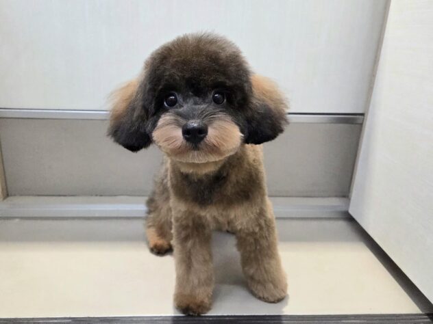 徳島県のハーフ犬・ミックス犬 (アミーゴ徳島沖浜店/2025年12月15日生まれ/女の子/ブリンドル)の子犬の1枚目の画像