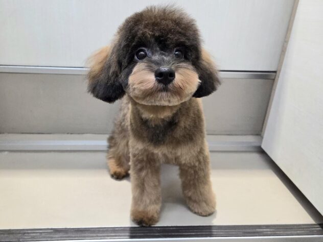 徳島県のハーフ犬・ミックス犬 (アミーゴ徳島沖浜店/2025年12月15日生まれ/女の子/ブリンドル)の子犬の2枚目の画像