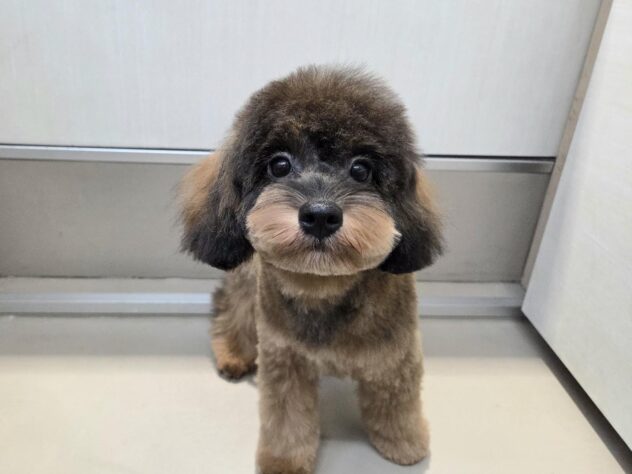 徳島県のハーフ犬・ミックス犬 (アミーゴ徳島沖浜店/2025年12月15日生まれ/女の子/ブリンドル)の子犬の4枚目の画像